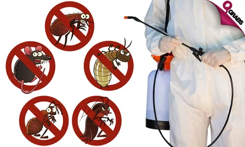 Pest Control & Bedbug Treatment Services!